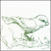 Birds!